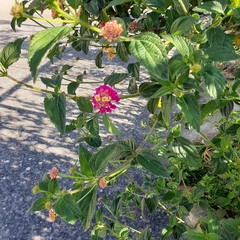 Lantana