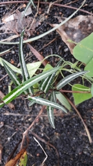Hemidesmus indicus