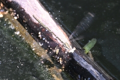 Platycnemis phyllopoda
