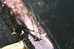 Platycnemis phyllopoda