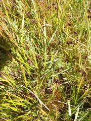 Juncus phaeocephalus