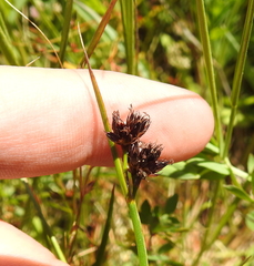 Juncus phaeocephalus