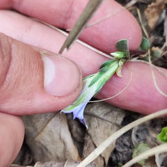 Gentiana zollingeri