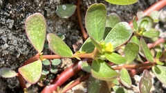 Portulaca oleracea