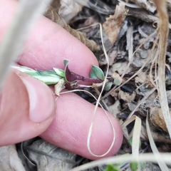 Gentiana zollingeri