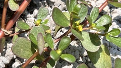 Portulaca oleracea