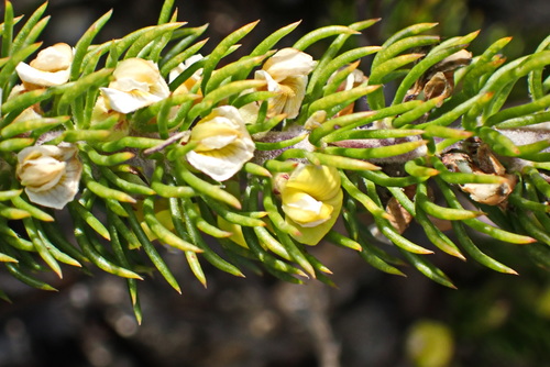 Image of Aspalathus incurvifolia by no rights reserved