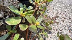 Portulaca oleracea