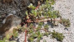 Portulaca oleracea