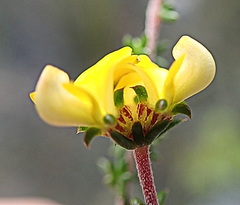 Aspalathus crassisepala