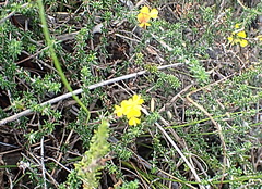 Aspalathus crassisepala