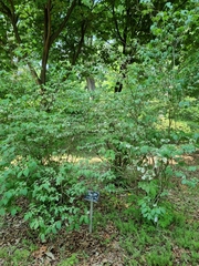 Philadelphus schrenkii