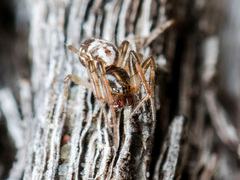 Hypsosinga kazachstanica