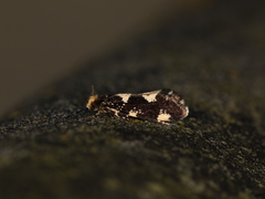 Triaxomera fulvimitrella