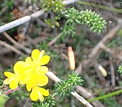 Aspalathus crassisepala