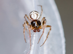 Hypsosinga kazachstanica