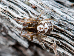 Hypsosinga kazachstanica