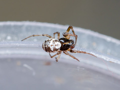 Hypsosinga kazachstanica