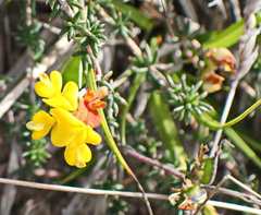 Aspalathus crassisepala