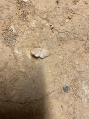 Scopula decolor