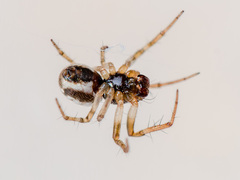 Hypsosinga kazachstanica