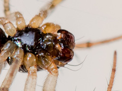 Hypsosinga kazachstanica