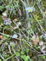 Aster bellidiastrum
