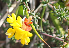 Aspalathus crassisepala