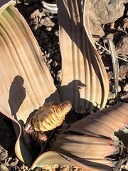 Welwitschia mirabilis image