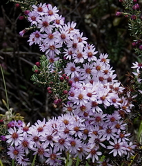 Diplostephium hartwegii