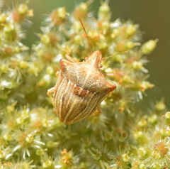 Ancyrosoma leucogrammes