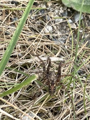 Tegenaria ferruginea