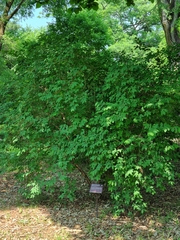 Lonicera harae