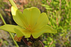 Bobartia robusta
