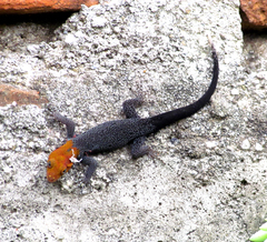 Gonatodes albogularis