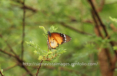 Danaus chrysippus chrysippus