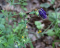 Aquilegia nigricans