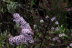 Diplostephium hartwegii
