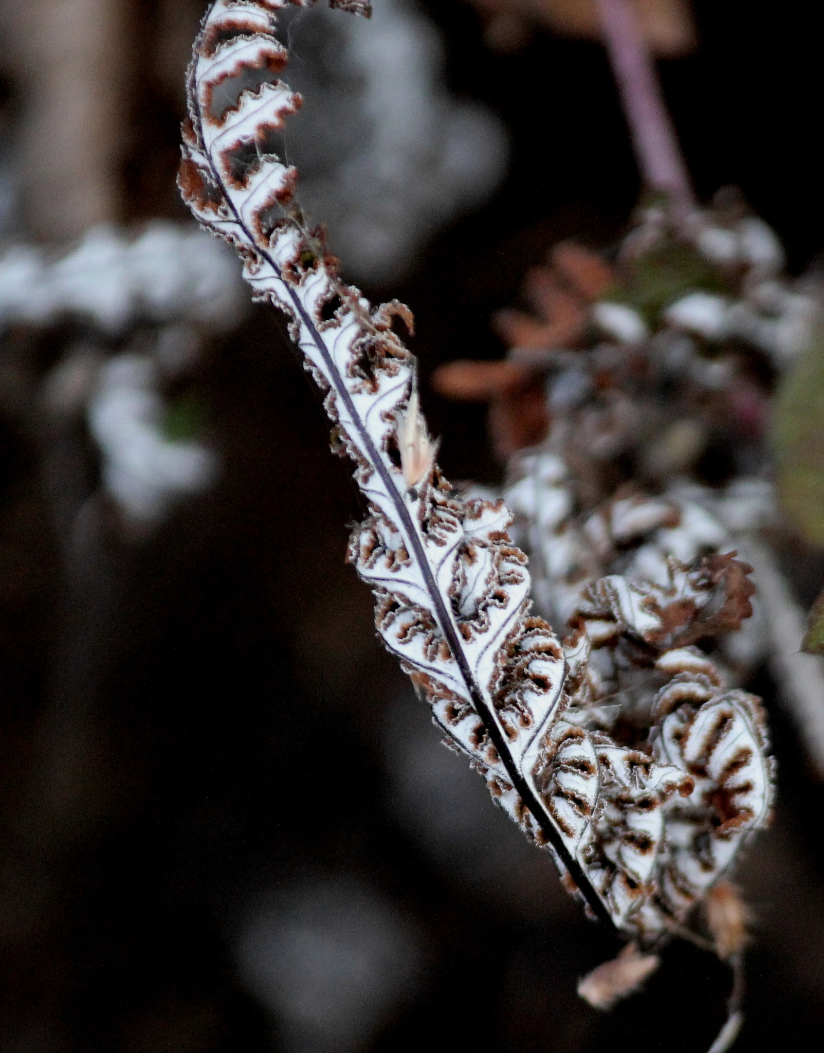Aleuritopteris farinosa