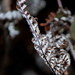 Aleuritopteris farinosa - Photo (c) satish nikam, some rights reserved (CC BY-NC-SA)
