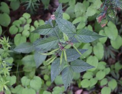 Vicia oroboides