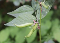 Vicia oroboides