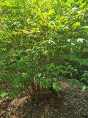 Spiraea chamaedryfolia