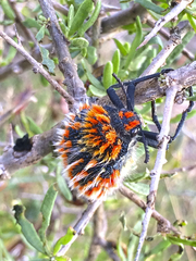 Julodis