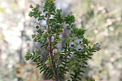 Erica arenaria