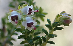 Erica arenaria