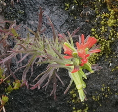 Castilleja fissifolia