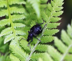 Otiorhynchus gemmatus