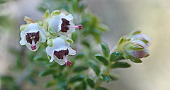Erica arenaria