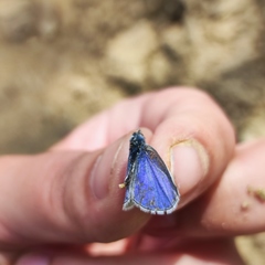 Celastrina argiolus ladonides